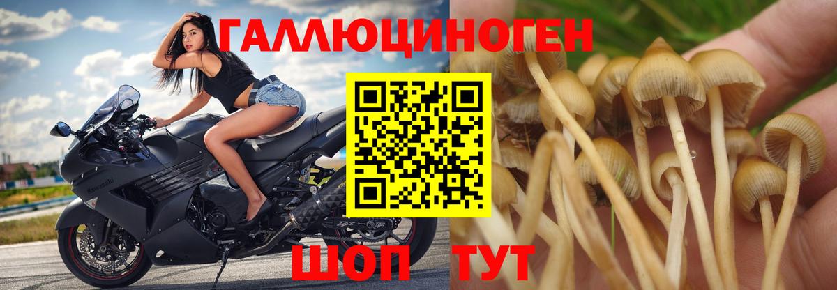 Галлюциногенные грибы Psilocybe Менделеевск